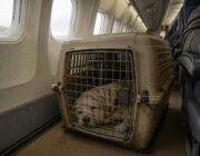 Trasporto aereo di cani di taglia grande: cabine, stive e soluzioni speciali
