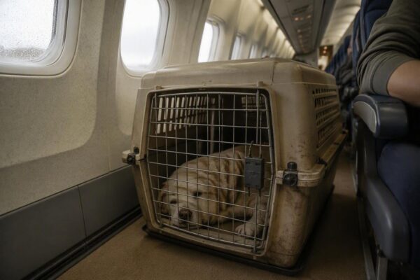 Trasporto aereo di cani di taglia grande: cabine, stive e soluzioni speciali