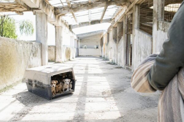 Cani deperiti e maltrattati: il dramma di Savio di Ravenna
