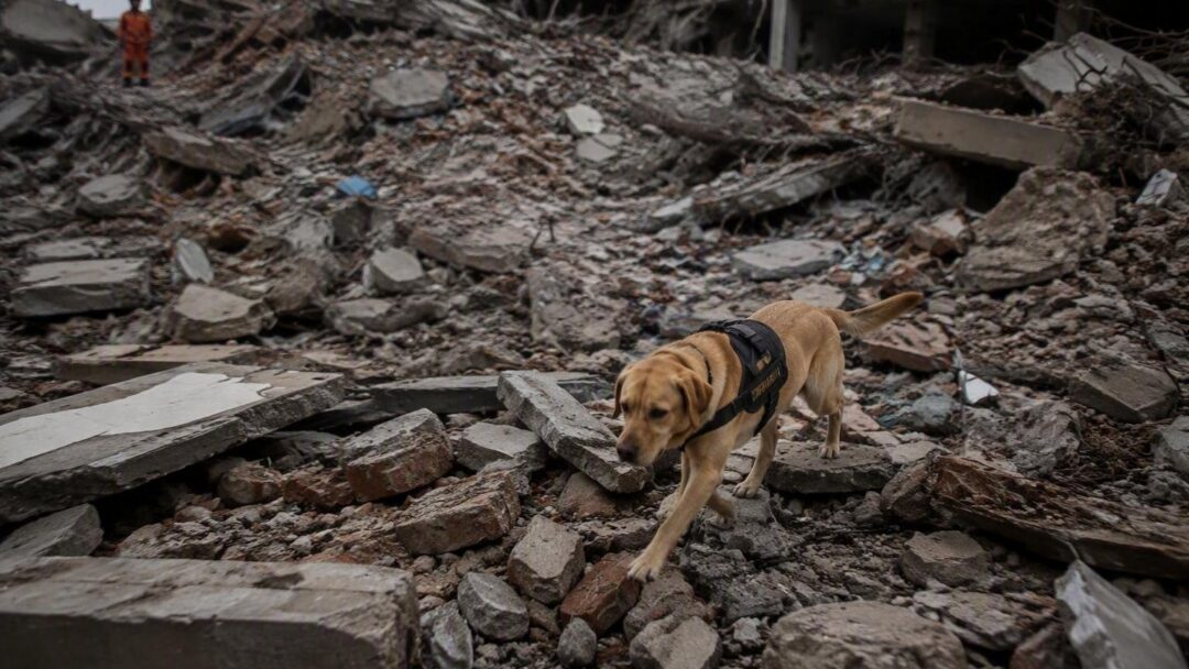 La storia straordinaria di Tsunami, il cane da soccorso ferito nel terremoto in Venezuela