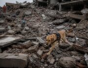 La storia straordinaria di Tsunami, il cane da soccorso ferito nel terremoto in Venezuela
