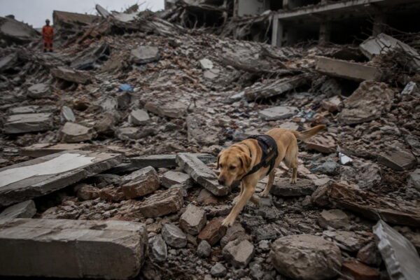 La storia straordinaria di Tsunami, il cane da soccorso ferito nel terremoto in Venezuela