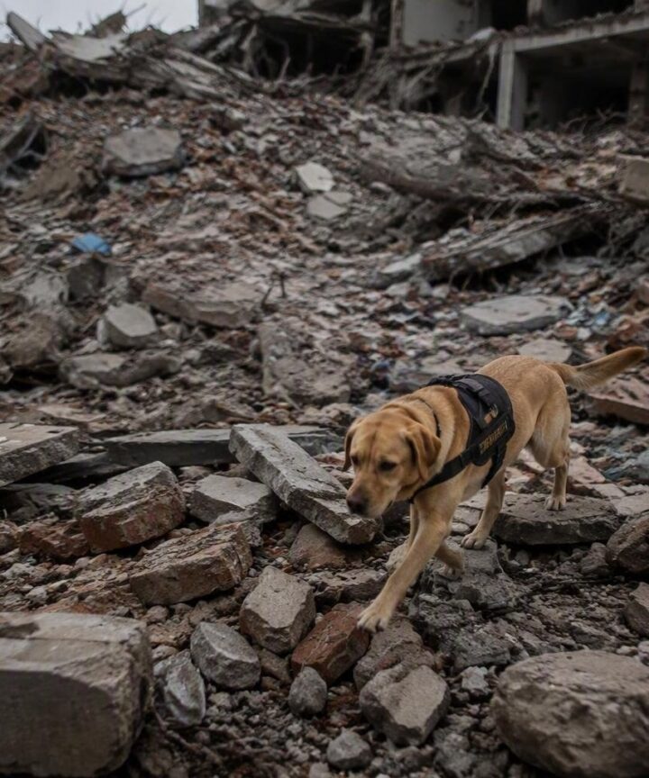 La storia straordinaria di Tsunami, il cane da soccorso ferito nel terremoto in Venezuela