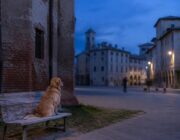 La Valle Incantata: adozioni, volontariato e contatti