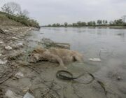 Misteriosi decessi di cani a Pescara e Trani: indagine e normativa