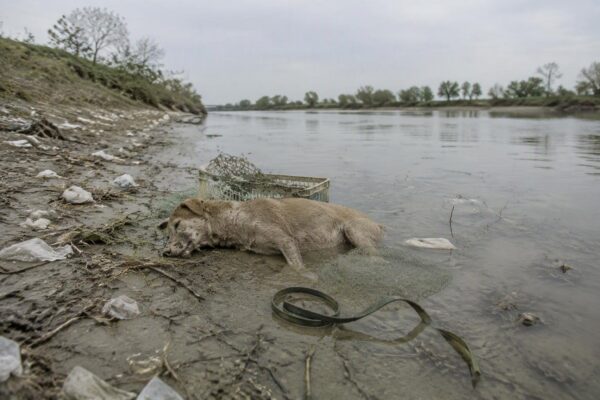 Misteriosi decessi di cani a Pescara e Trani: indagine e normativa