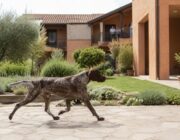 Monigo, Treviso: residenti esasperati dai cani da caccia nei giardini