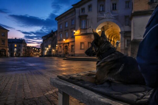 Polizia di Stato a Giussano: cani antidroga e tecniche investigative in mostra