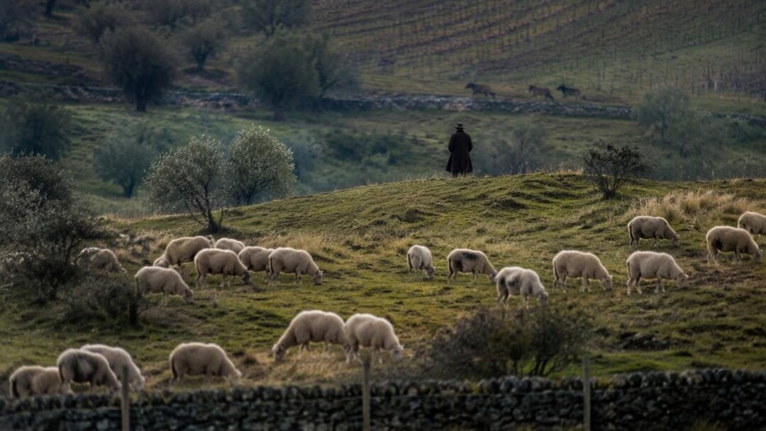 Predazioni dei lupi in Arezzo, Massa Marittima e Mugello: fatti e reazioni