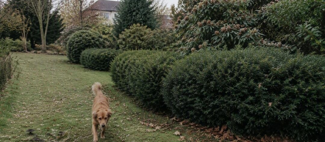 Proteggi il tuo cane e gatto: le piante autunnali da evitare