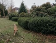 Proteggi il tuo cane e gatto: le piante autunnali da evitare