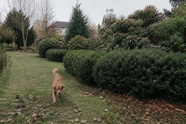 Proteggi il tuo cane e gatto: le piante autunnali da evitare