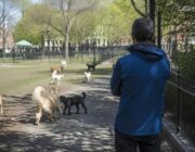 Rabbia, cani liberi e corsi per proprietari: agenda di settembre