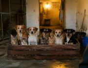 Salva gli ultimi quattro cani e otto gatti del rifugio Margherita