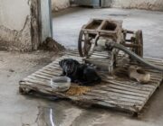 Socrate e la fame in Niger: interrogarsi sul valore della vita