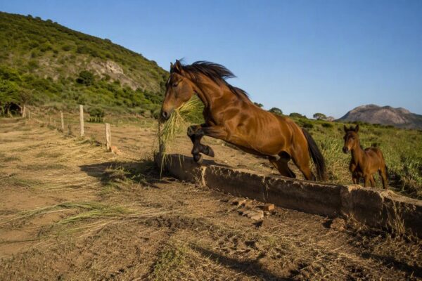 Un cavallo brasiliano porta erba al puledro: cosa ci insegna