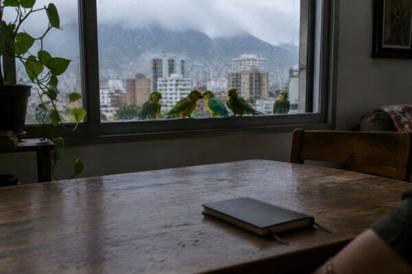 Ara di Caracas trovano rifugio in una finestra: storia di un legame