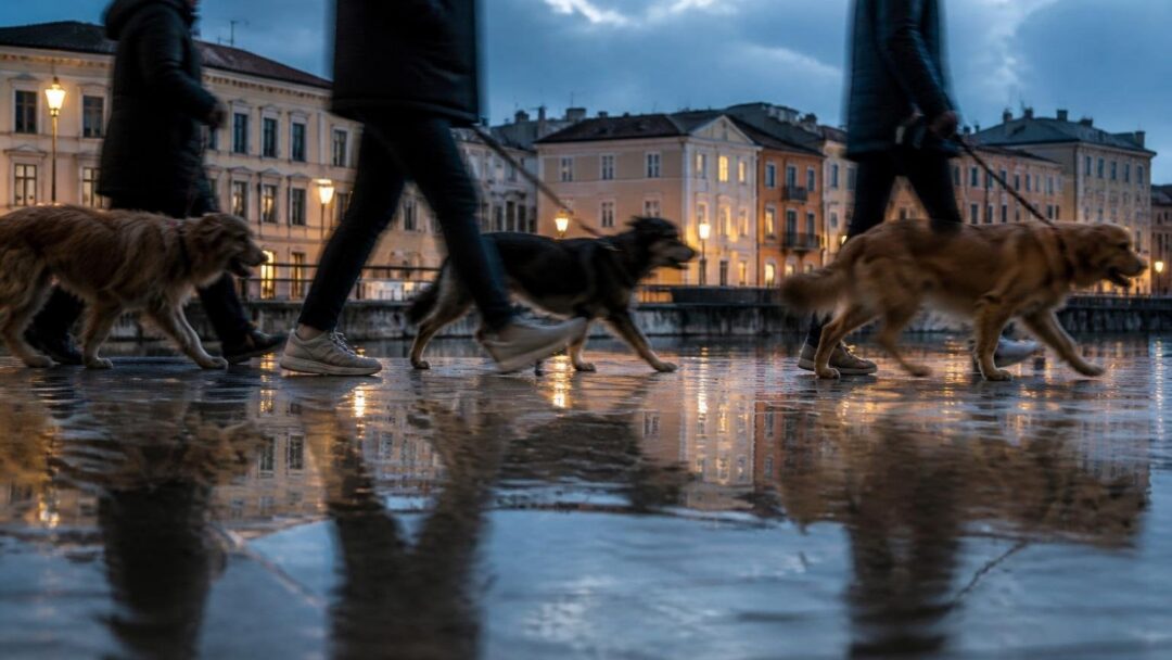 Area cani a Lonate Pozzolo: residenti vogliono fermare il trasferimento
