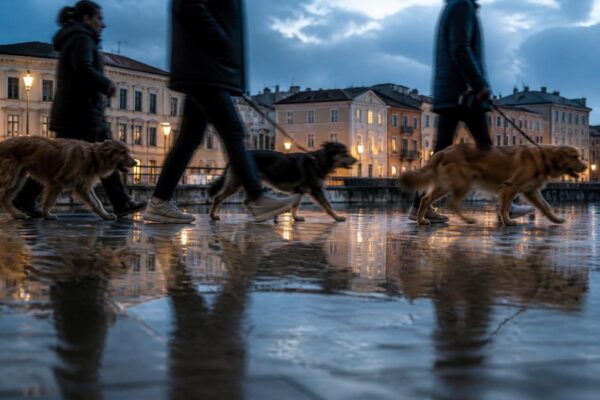 Area cani a Lonate Pozzolo: residenti vogliono fermare il trasferimento