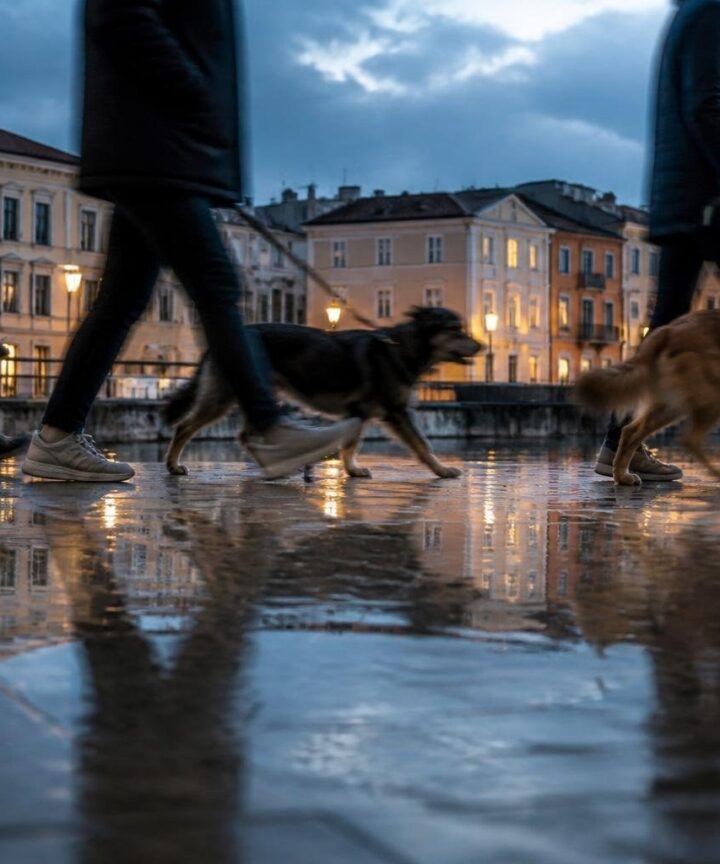 Area cani a Lonate Pozzolo: residenti vogliono fermare il trasferimento