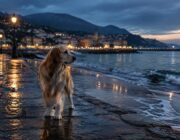 Classifica 2026 dei nomi per cani: Lucky domina in Liguria