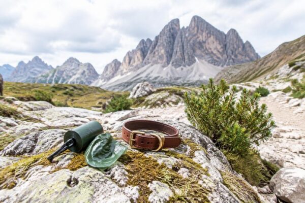 Feci canine in montagna: rischi per animali e persone
