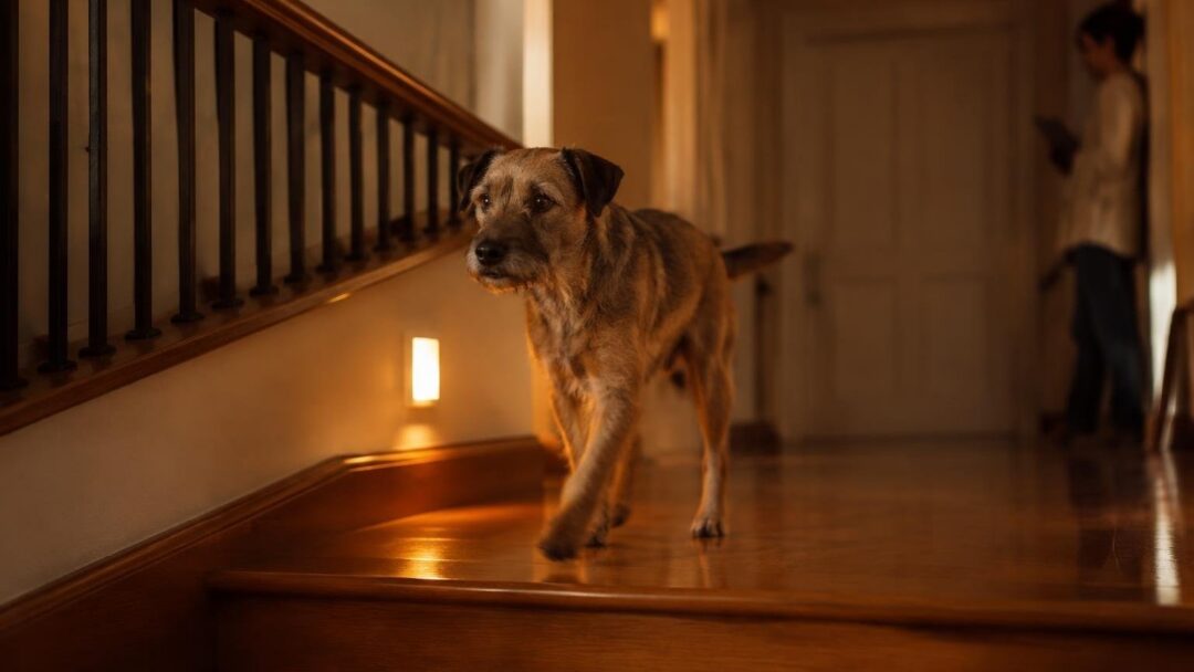 Gestisci farmaci, vaccini e passeggiate con Pet Care Tracker