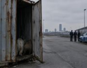 Polizia a rischio: due cani aggrediscono gli agenti a Milano
