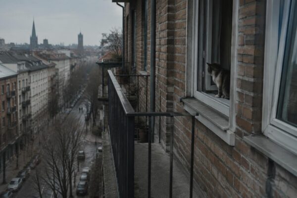 Posizioni bizzarre: il gatto alla finestra e il balcone