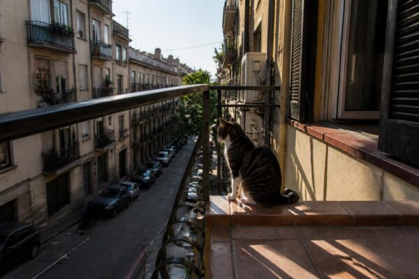 Prevenire la fuga dei gatti con casa e routine sicure