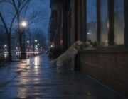 Quando un cane incontra uno scoiattolo: clip virali e storia di Ruby