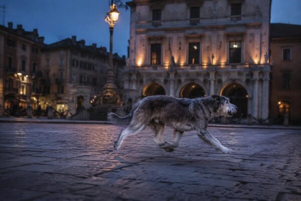Quanto vivono gli italiani con cani e gatti: numeri e costi