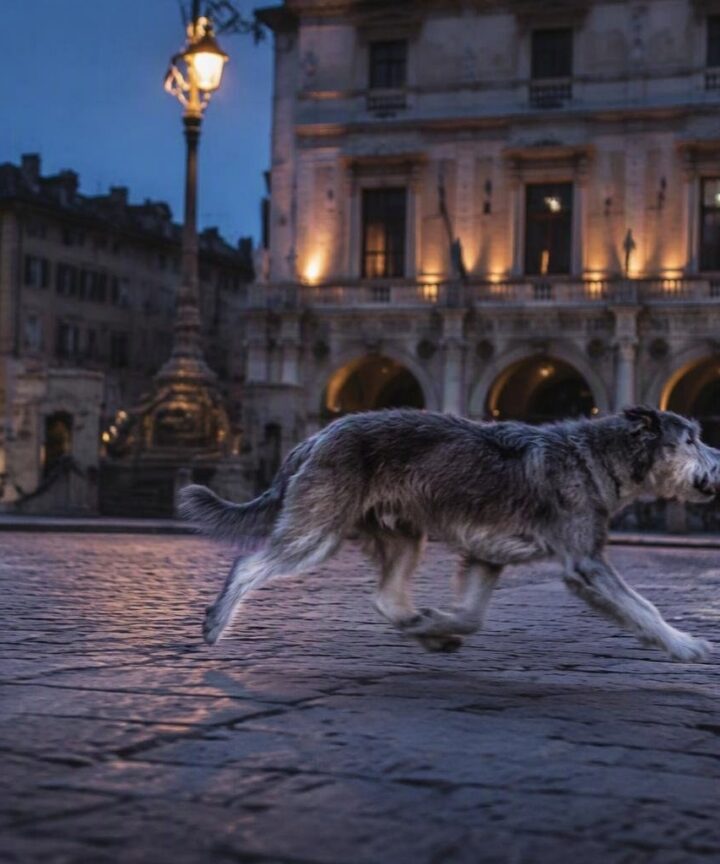 Quanto vivono gli italiani con cani e gatti: numeri e costi