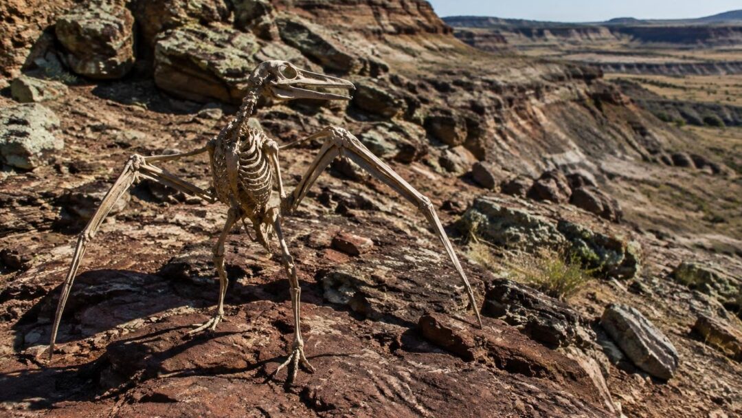 Scoperta di Yuezhuornis: un uccello giurassico incapace di volare