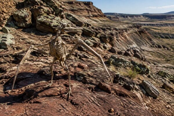 Scoperta di Yuezhuornis: un uccello giurassico incapace di volare