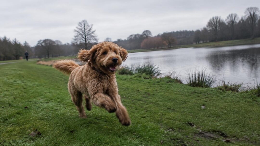 Scopri il Tollerdoodle, il mix attivo di Barboncino e Toller