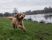 Scopri il Tollerdoodle, il mix attivo di Barboncino e Toller