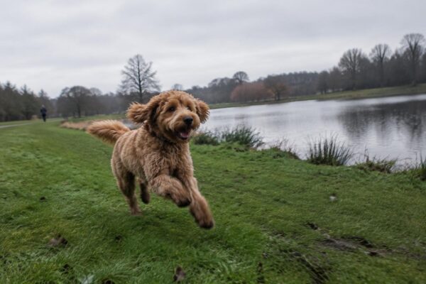 Scopri il Tollerdoodle, il mix attivo di Barboncino e Toller