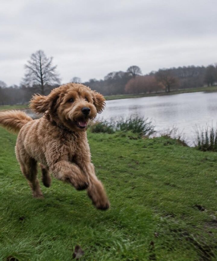 Scopri il Tollerdoodle, il mix attivo di Barboncino e Toller