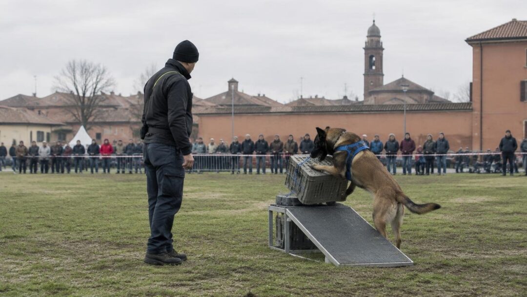 World cup cinofila a Codogno: 119 team da 25 nazioni competono