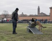 World cup cinofila a Codogno: 119 team da 25 nazioni competono