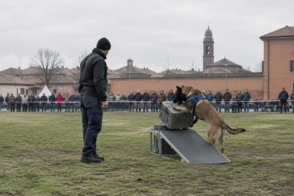 World cup cinofila a Codogno: 119 team da 25 nazioni competono