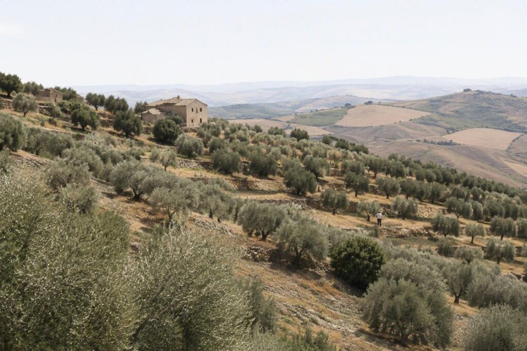 Anticipi PAC in Basilicata: 85% dei premi per le misure a superficie