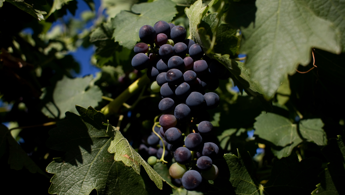 barossa valley e tempo di cabernet sauvignon 2