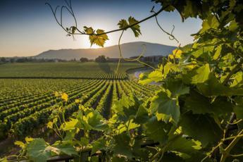commissione ue irrilevante la prevedibile diminuzione della produzione di uva 2