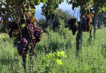 elisabetta abrami la produttrice che unisce letna e la franciacorta con il vino che viene dalla terra 2