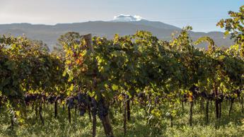 i vini contemporanei delletna in 5 nuove cantine 2