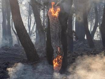 Incendi boschivi, nel 2024 superficie bruciata meno estesa. Colpite 16 regioni