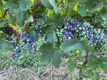 vendemmia 2023 troppa pioggia o troppo caldo 2