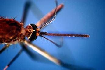 West Nile, seconda vittima nel Lazio: era ricoverato allo Spallanzani